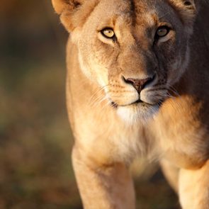 animals changed history lioness