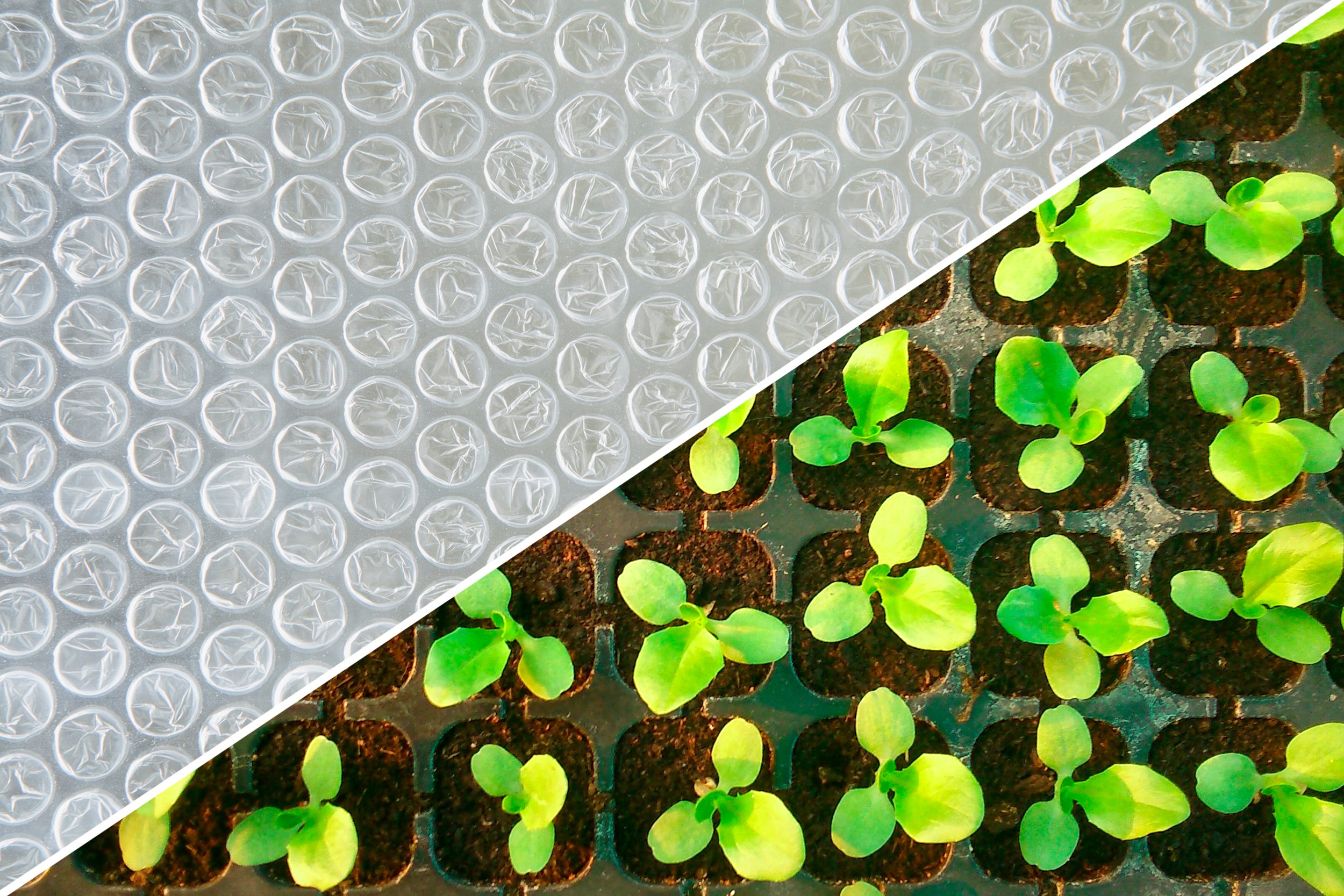 seedlings