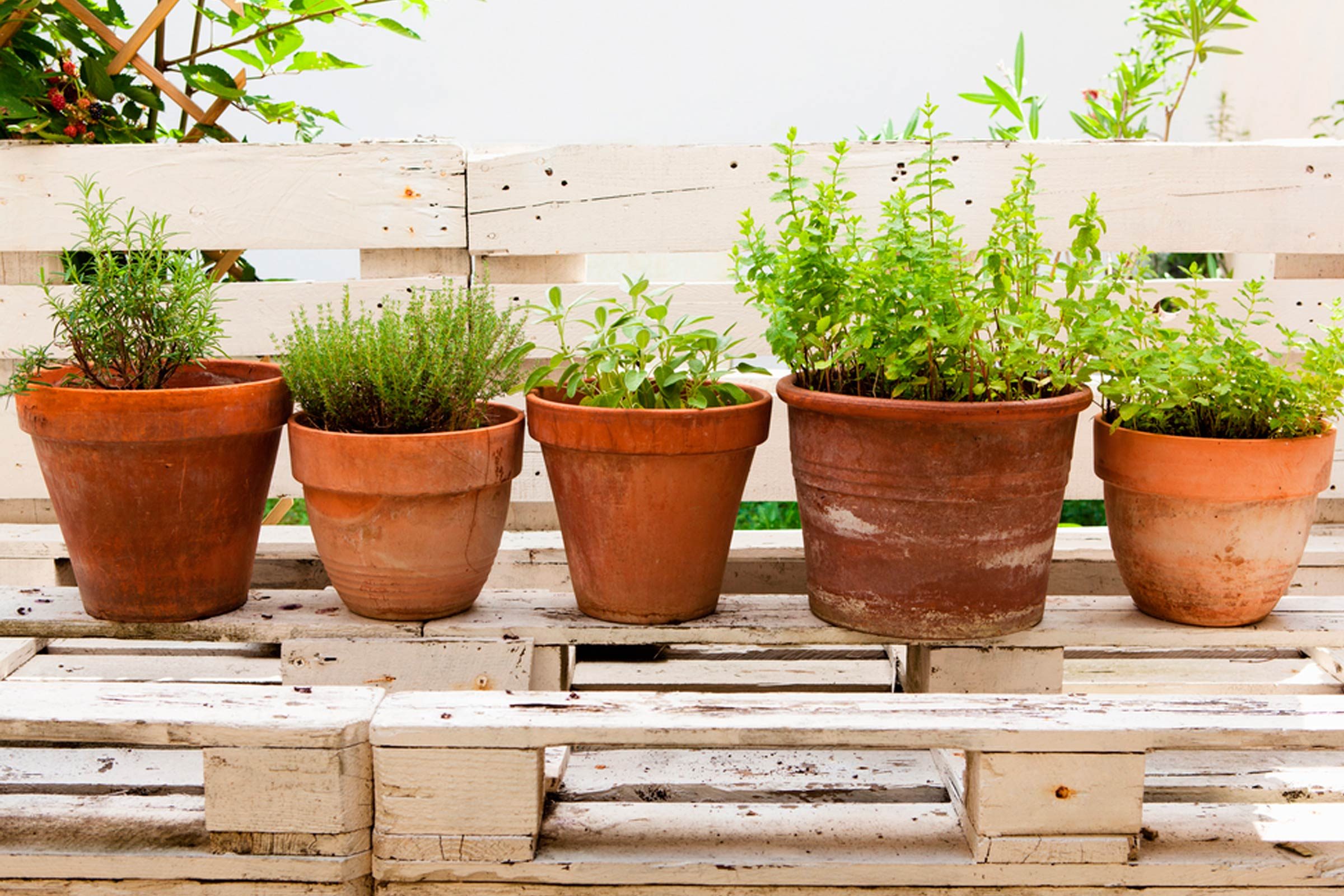 potted plants in line mosquito resistant
