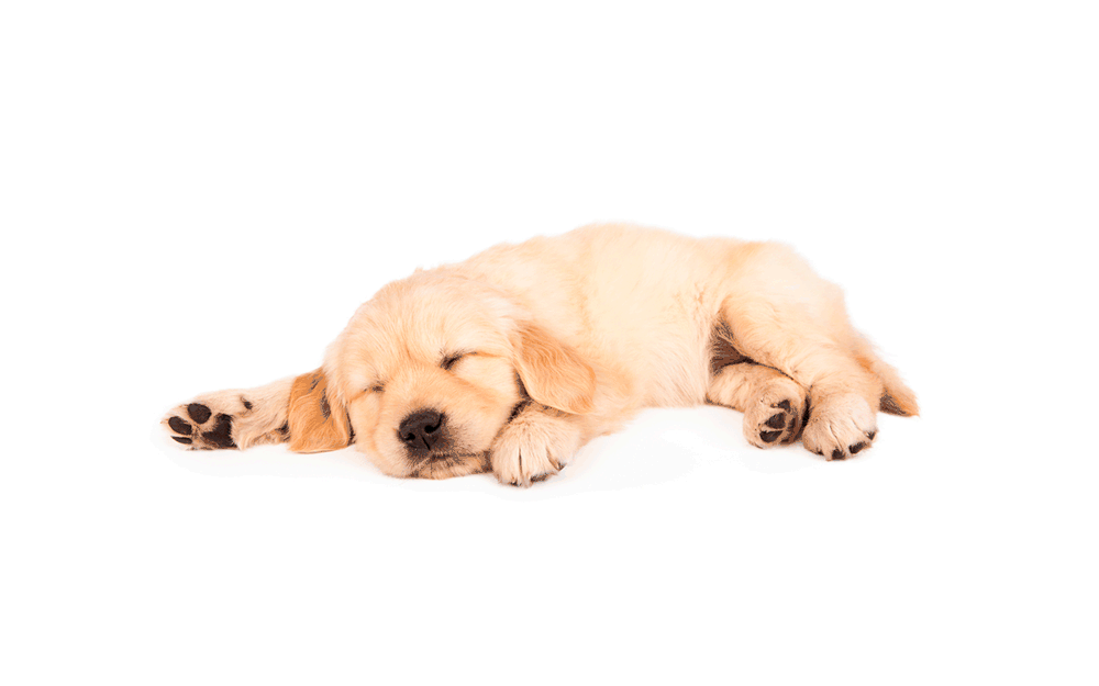 The-Best-Music-to-Soothe-Your-Pup-Is...
