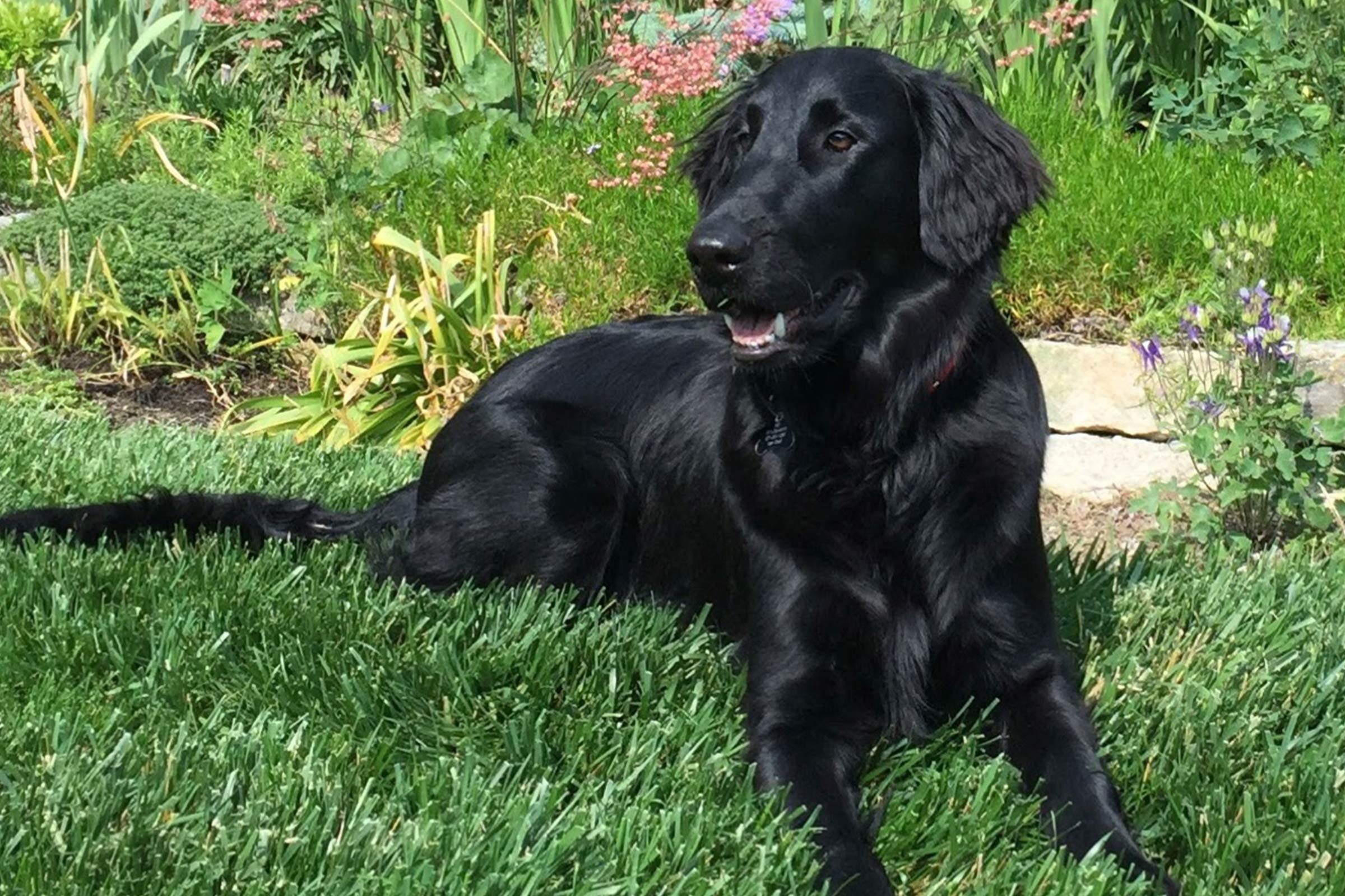 large dog sitting alert in the grass