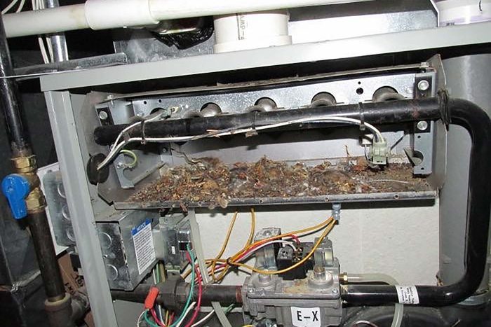 12 of the Craziest Things Ever Found During Home Inspections