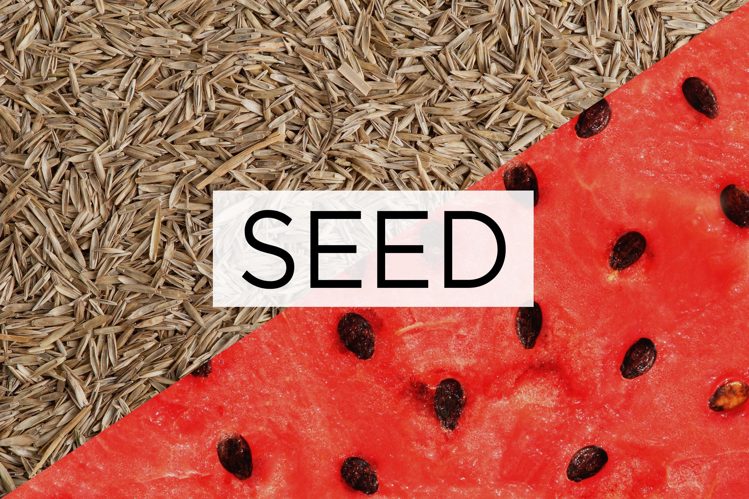 split screen of two meanings of the word seed with the word over the middle