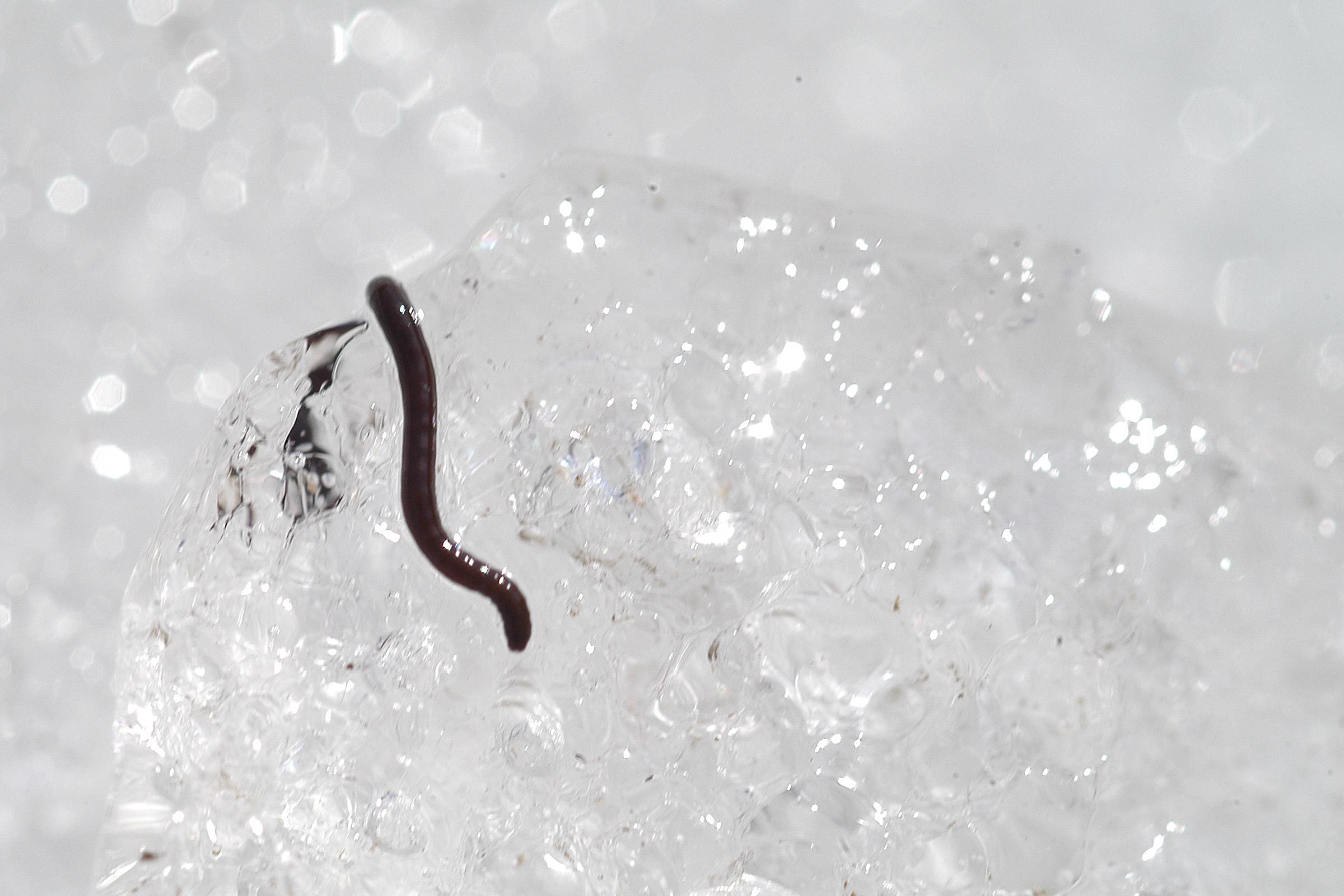 Alaskan Ice Worm