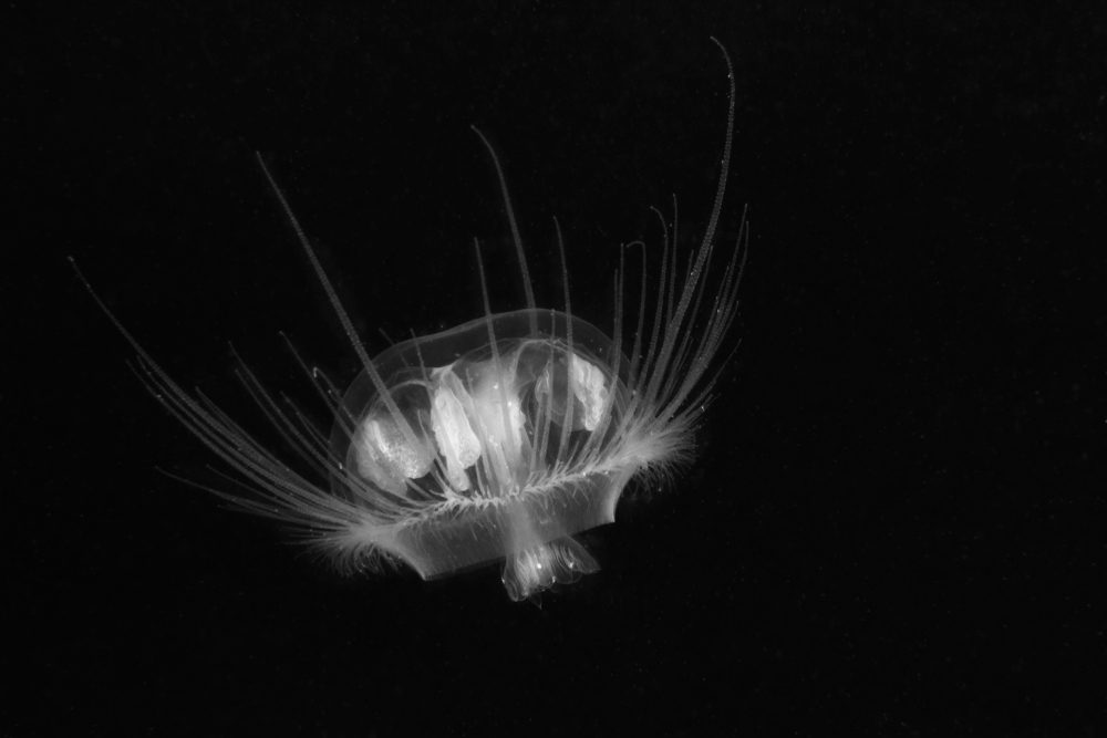 Freshwater jellyfish (Craspedacusta sowerbii) in nature habitat. Live in the lake. Underwater photography of Jellyfish that are also known as hydromedusae. Invasive species. Life as a tiny polyp.