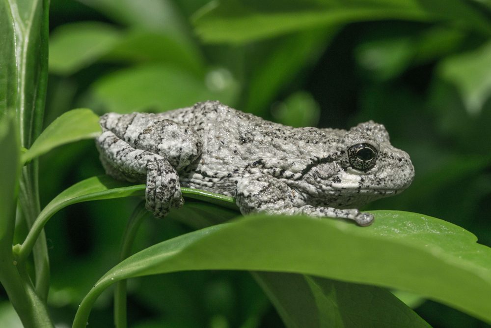 Gray tree frog resting on a leaf