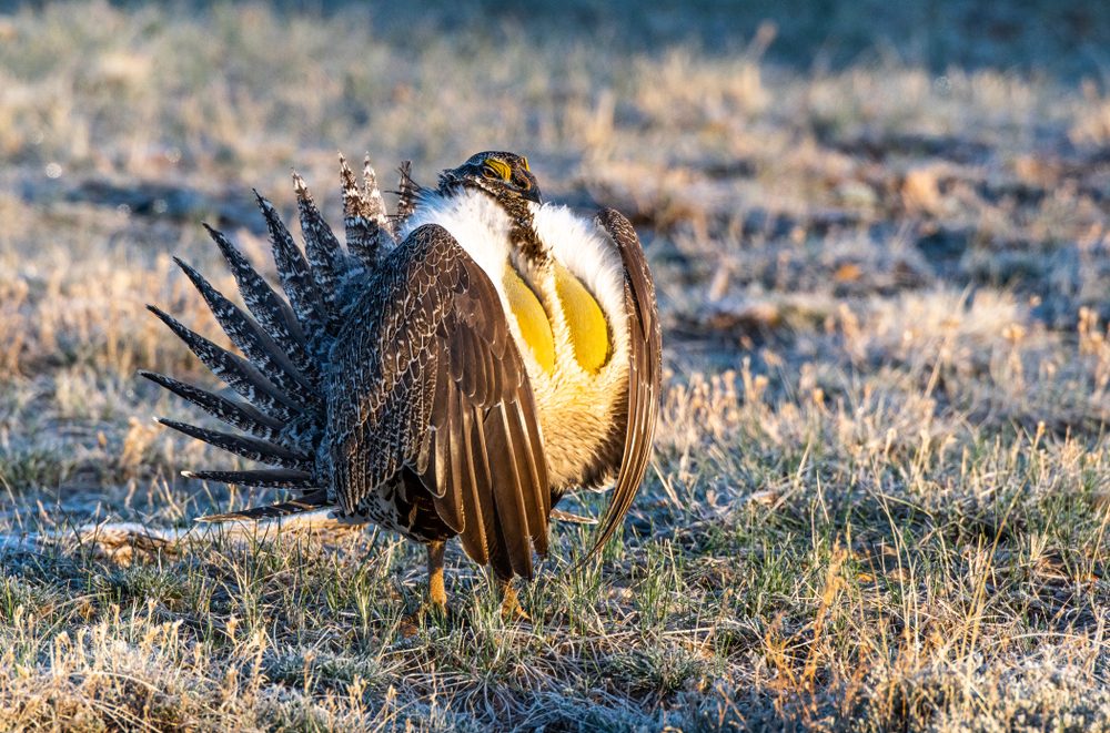 Male Greater Sage-Grouse Mating Courtship Ritual