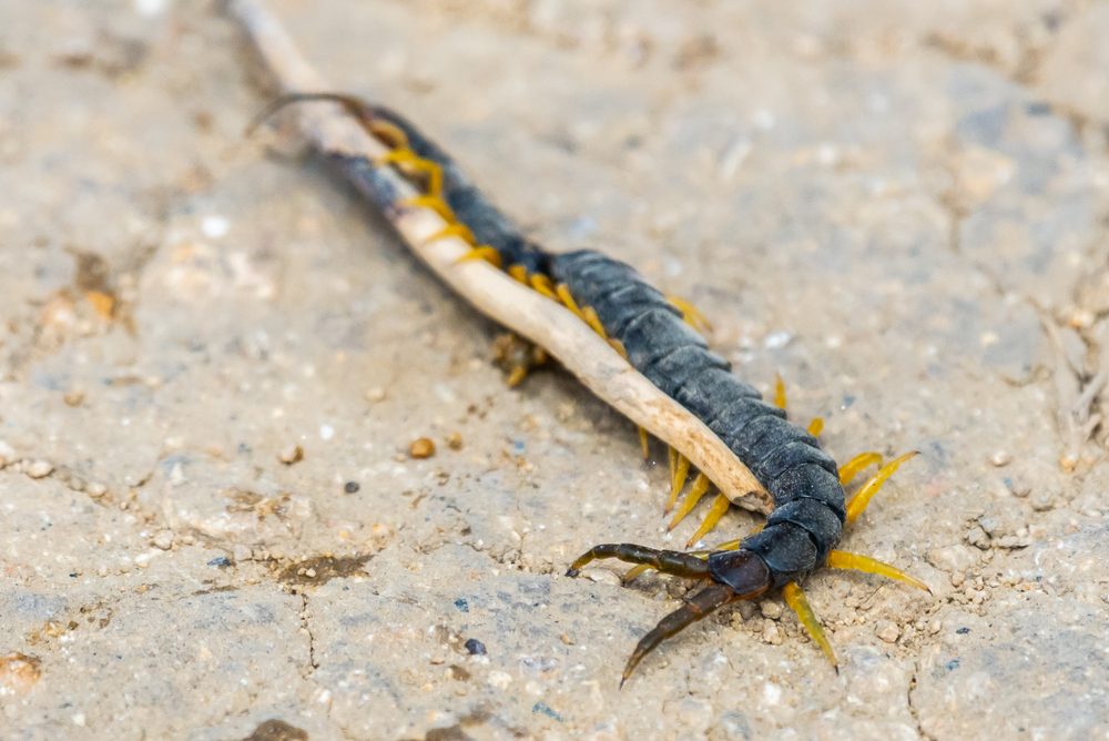 Common Desert Centipede or Scolopendra Polymorpha