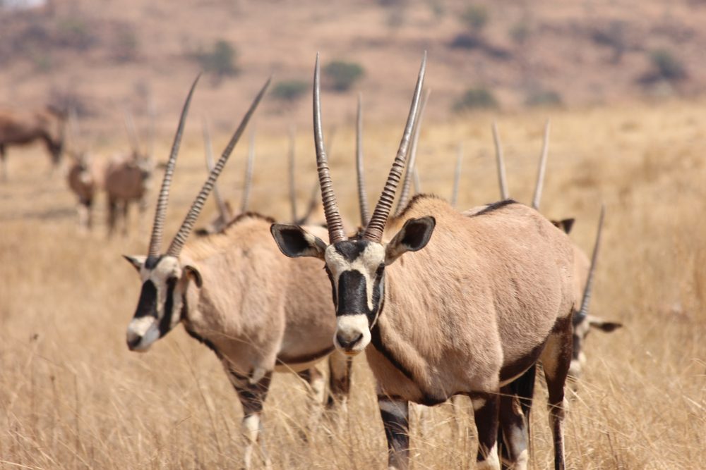 Eland and Gemsbok 2 antelope from Africa.