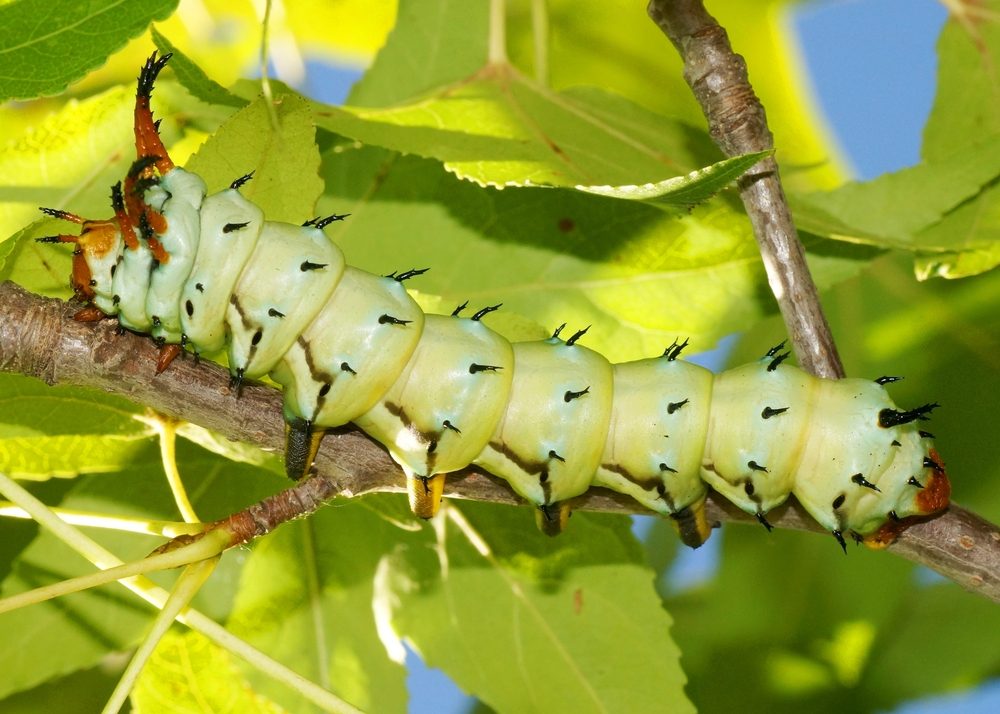 Huge Caterpillar of a Royal Walnut Moth, Regal Moth or Hickory Horned Devil, Citheronia regalis