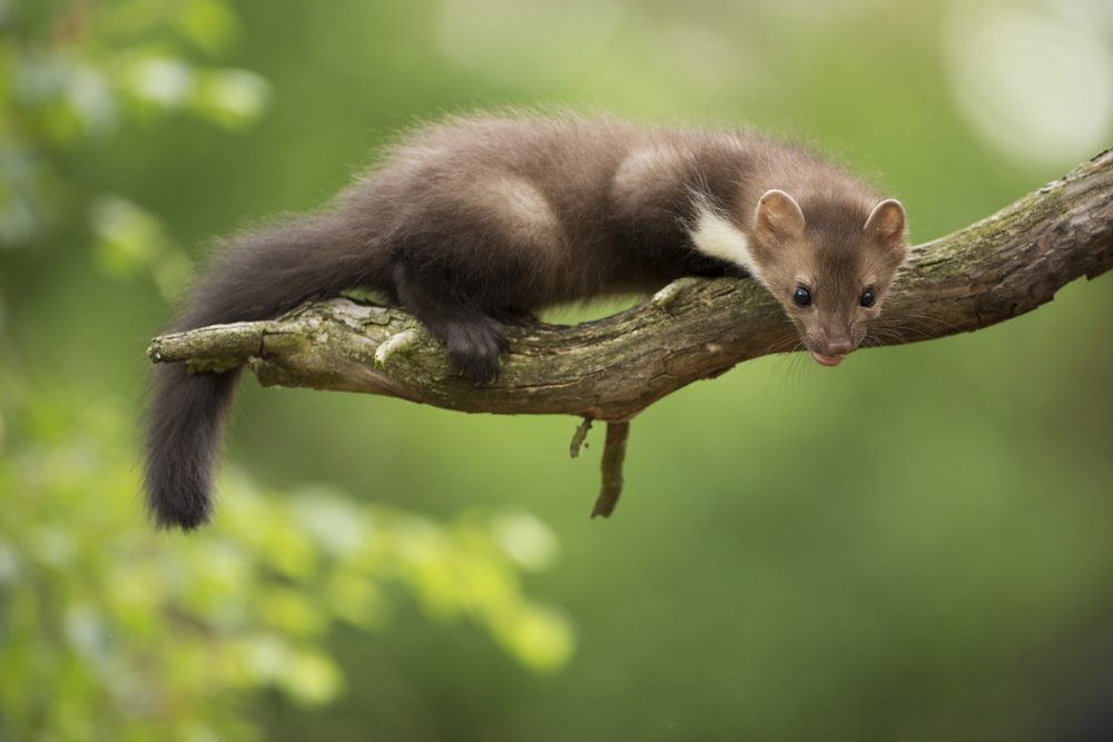 Beech Marten