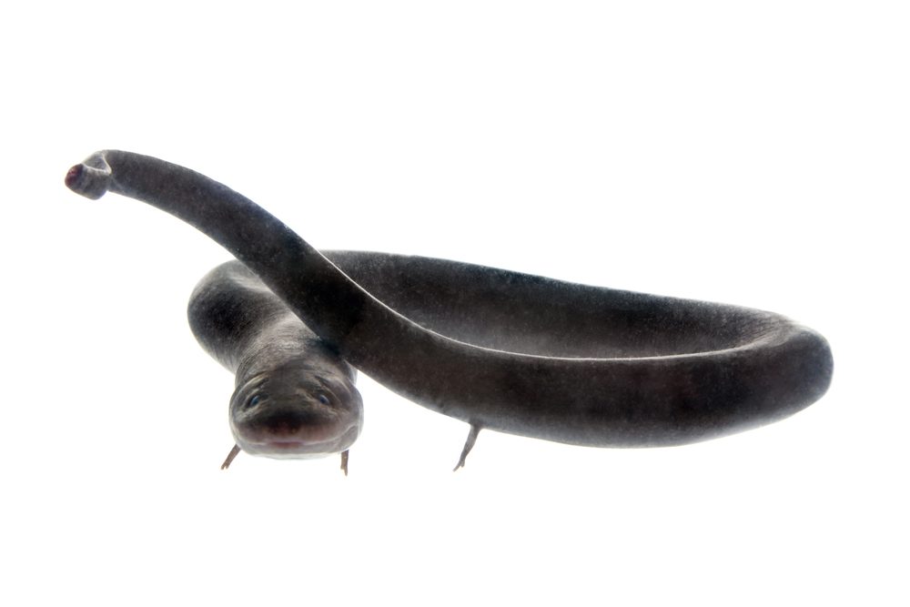 The two-toed amphiuma, amphiuma means, isolated on white background