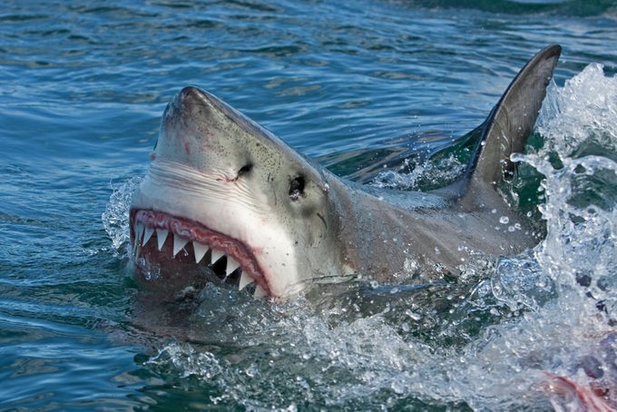 Here’s How I Survived a Shark Attack