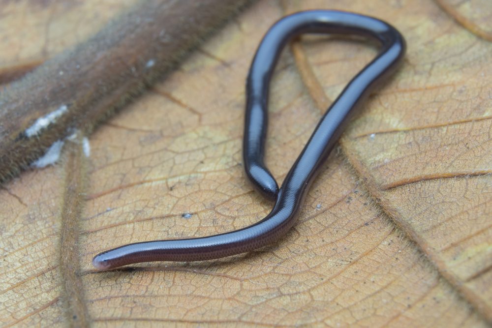 Brahminy blind snake (Ramphotyphlops braminus) very small snake,very active at night. blind snake species found mostly in Africa and Asia, but has been introduced in many other parts of the world.