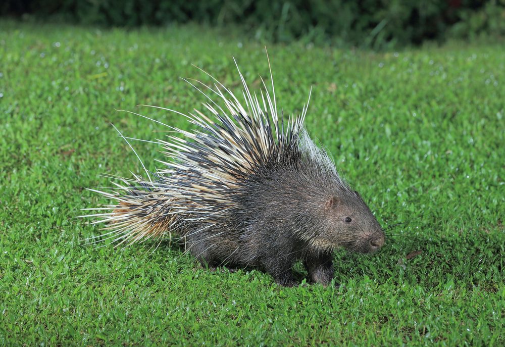 Malayan porcupine, Himalayan porcupine, Large porcupine