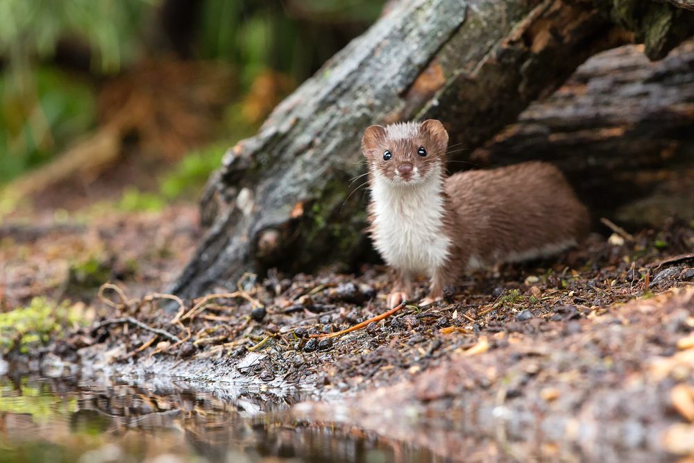 Least weasel hunting for mice