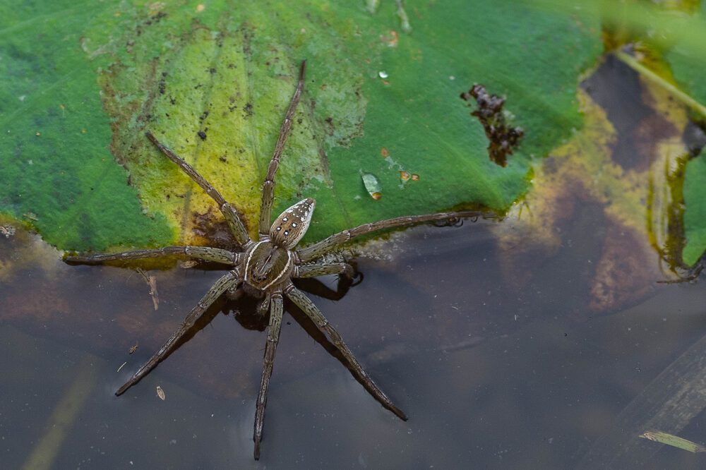 fishing spider