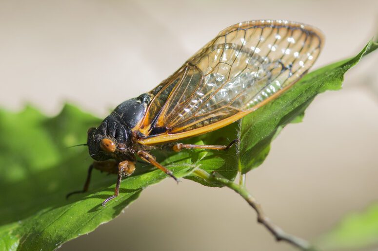 periodical cicada on leaf