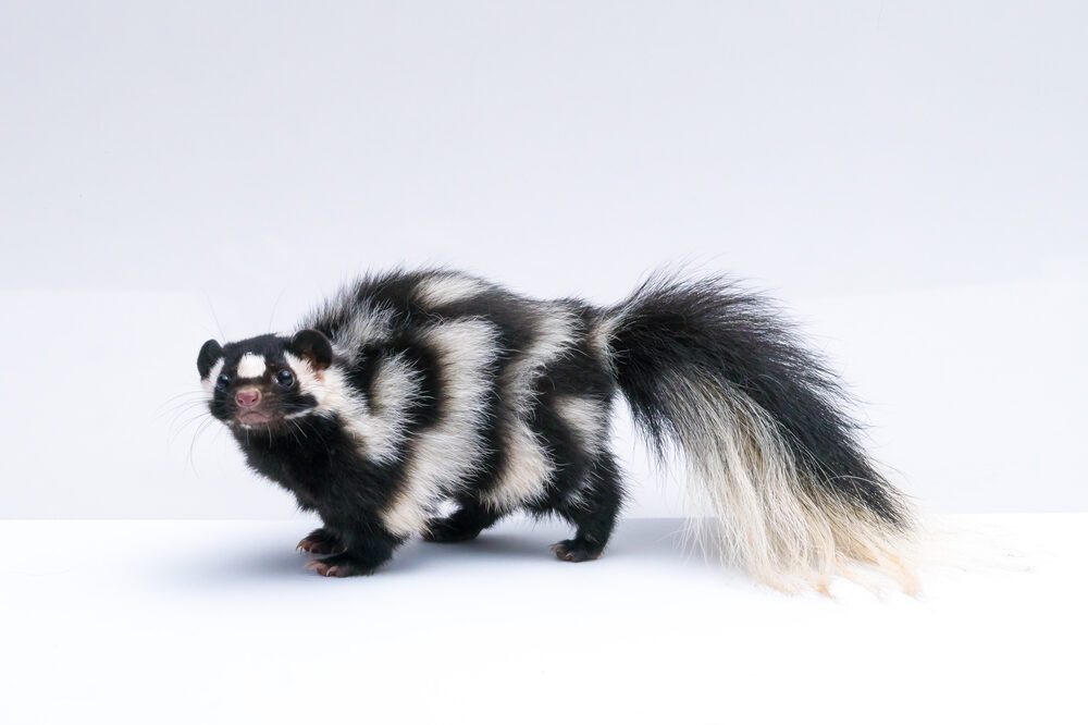 Spotted Skunk on White Background