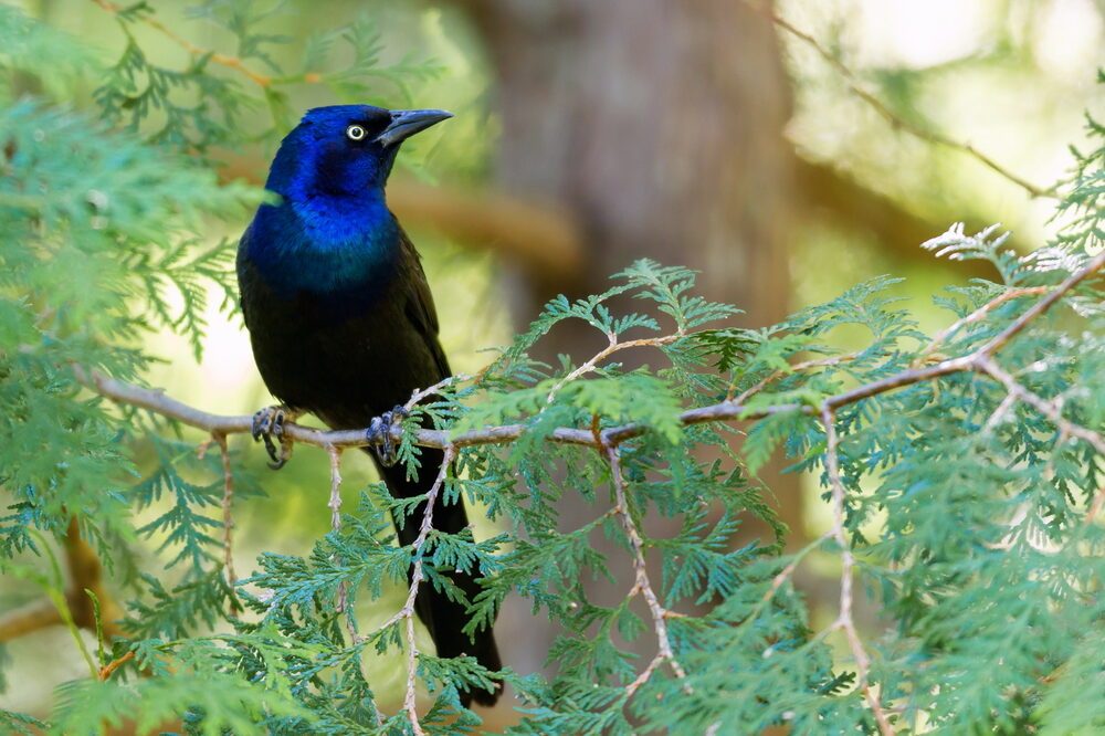 Common Grackle searching for food in a boreal forest in north Quebec, Canada.