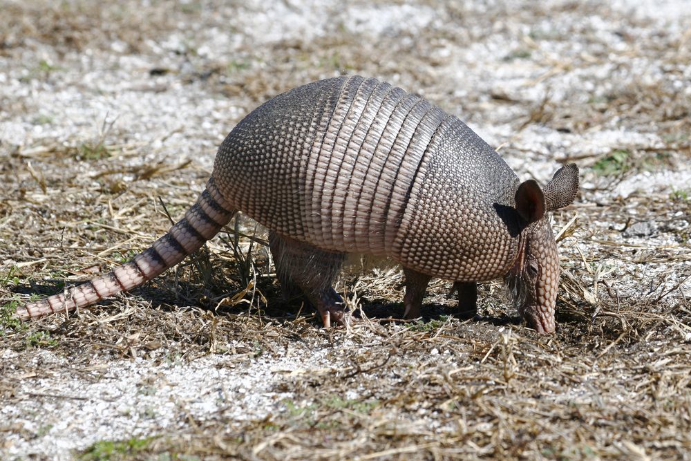 Young NIne-Banded Armadillo Looking for Insects