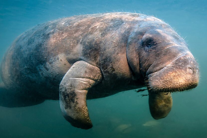 Manatee Flyby This curious manatee really wanted to check out me and my camera. I was snorkeling near Crystal River Florida. He was a big old boy and as friendly as they come.
