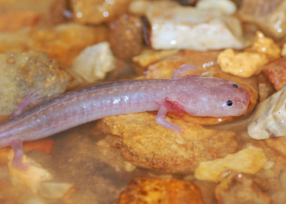 A blind cave salamander in a cave stream - Grotto Salamander, Eurycea spelaea