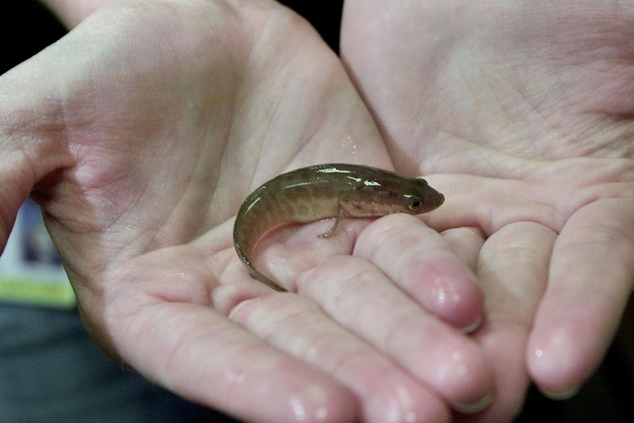 SNAKEHEAD An official from the Maryland state Department of Natural Resources holds a juvenile northern snakehead, a non-native predatory fish that can move on land using its fins, at DNR headquarters in Annapolis . The fish was caught earlier in the day at a pond in Crofton, Md. An investigation by the Maryland Natural Resources Police has found that an unnamed individual who let go two of the fish into the pond sometime in 2000 introduced the fish into the ecosystem