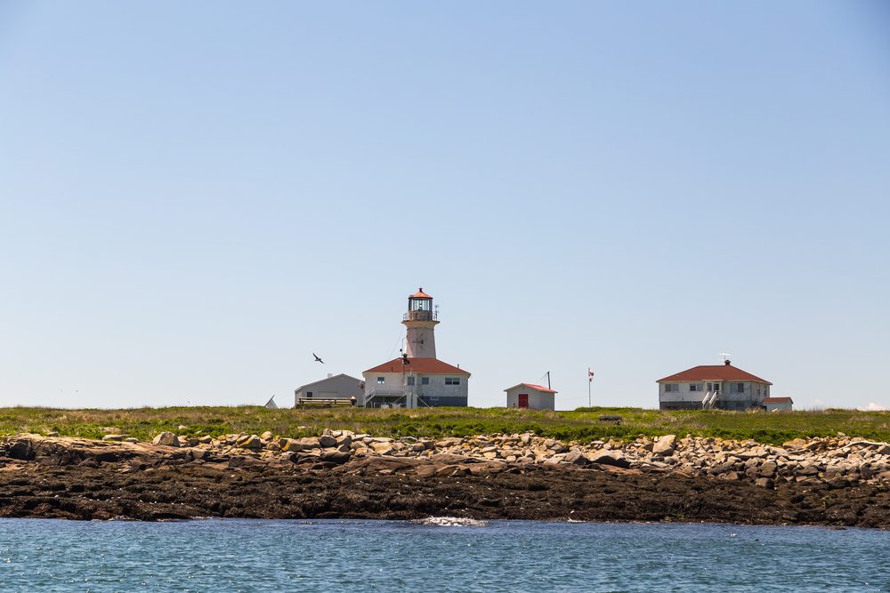 Many seabirds on rocks of Machias Seal Island Light, one of few lighthouses still staffed by Light Keepers. It is a preserve for nesting seabirds.