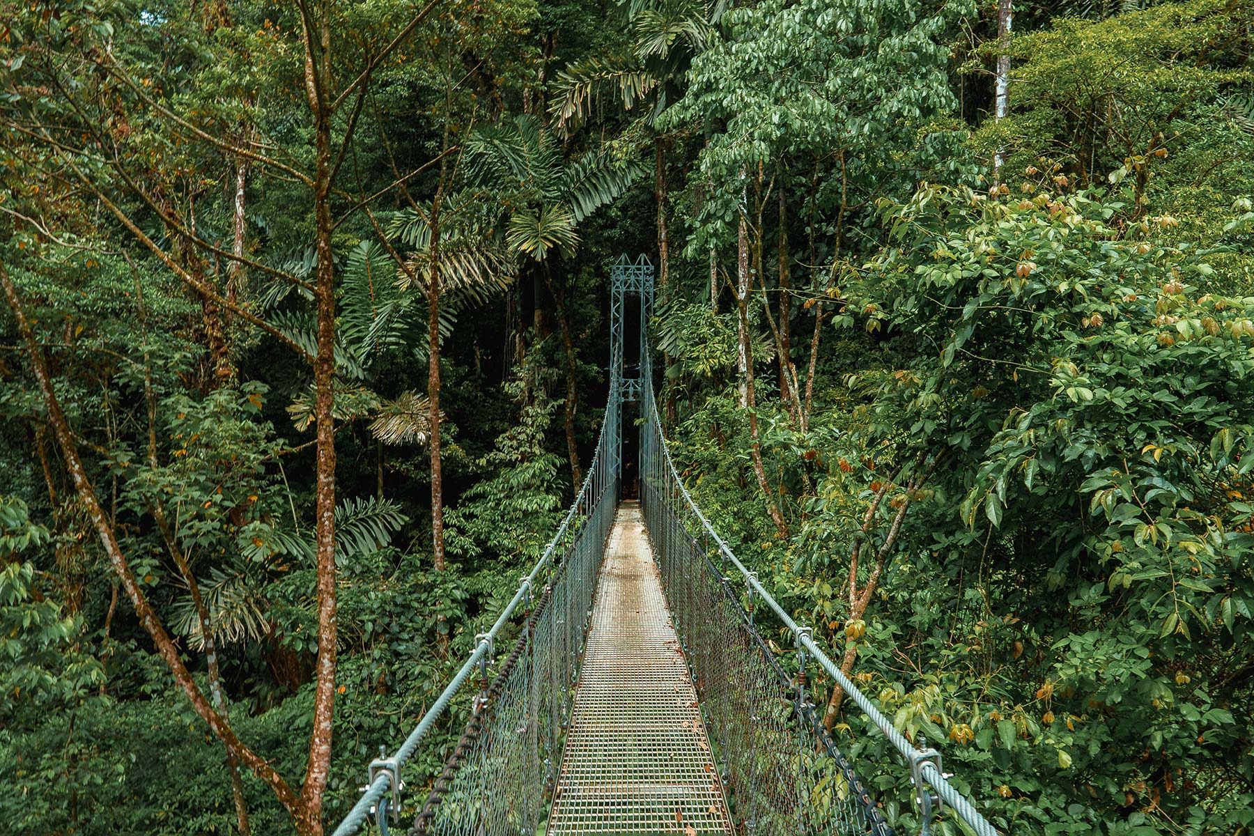 Rope bridge stretches above dense, lush rainforest, surrounded by vibrant green foliage and tall trees.