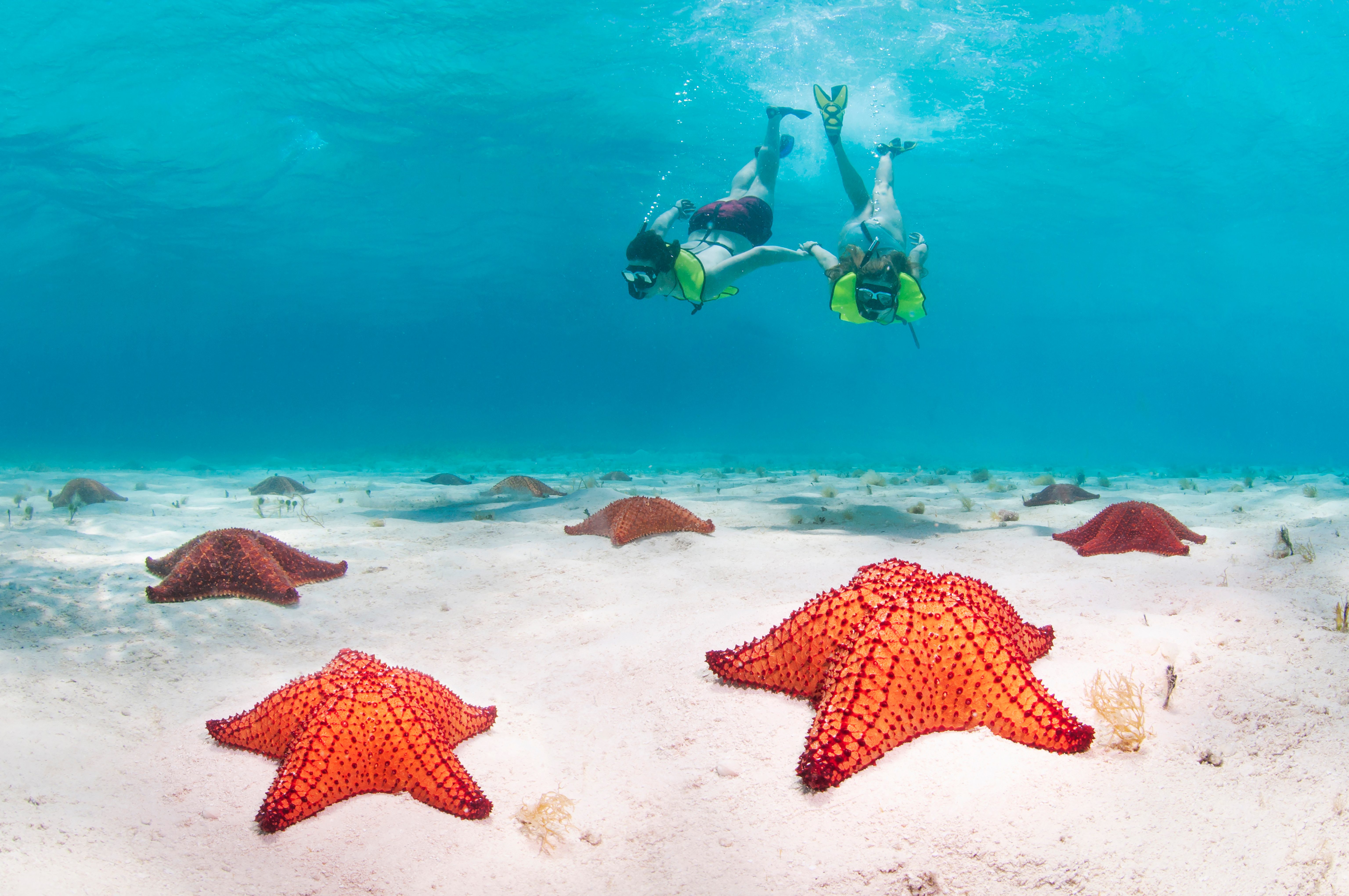 Starfish rest on sandy ocean floor; two snorkelers swim above in clear blue water.