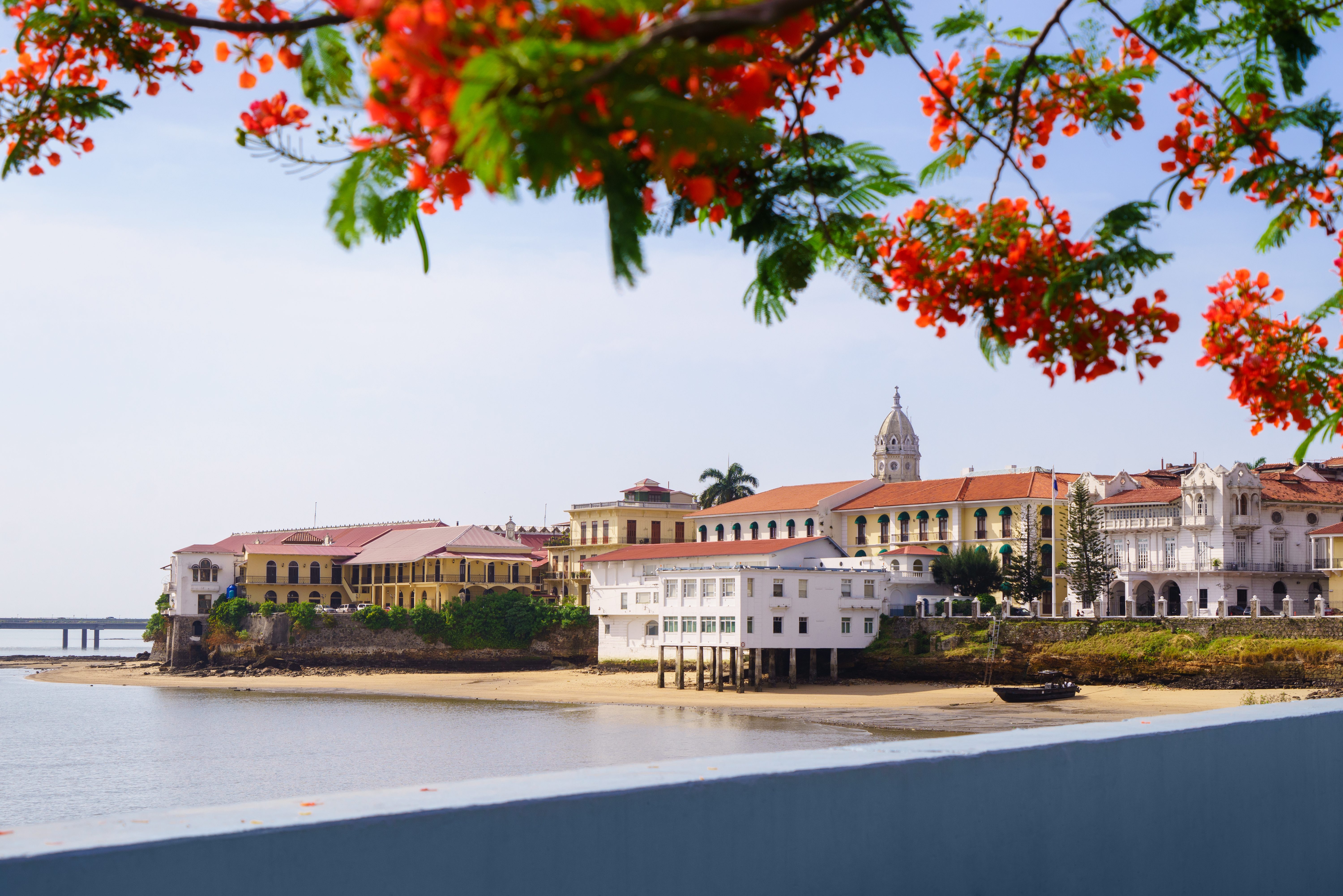 Buildings stand along a coastal edge, viewed through vibrant flowering branches, with a sandy beach and calm sea completing the sunny coastal scene.