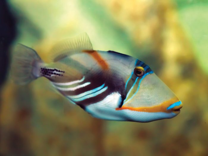 13 of the Most Colorful Animals of the Ocean