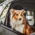 How to Pet-Proof Your Kitchen Space