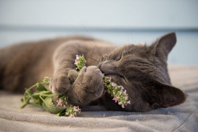 What Does Catnip Do to Cats?