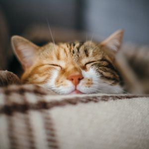 A cat sleeps peacefully nestled in a soft, plaid blanket, creating a cozy atmosphere.