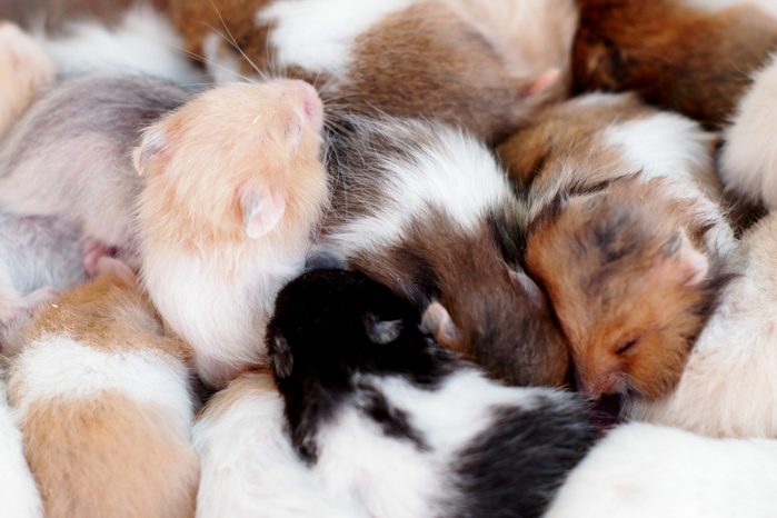 group of many young hamster mouses white brown and black color sleeping together for sale in a pet shop in THAILAND