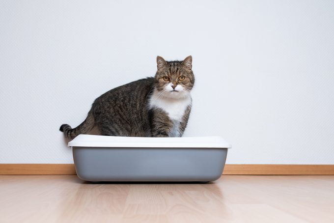 How Do Cats Automatically Know How to Use a Litter Box?