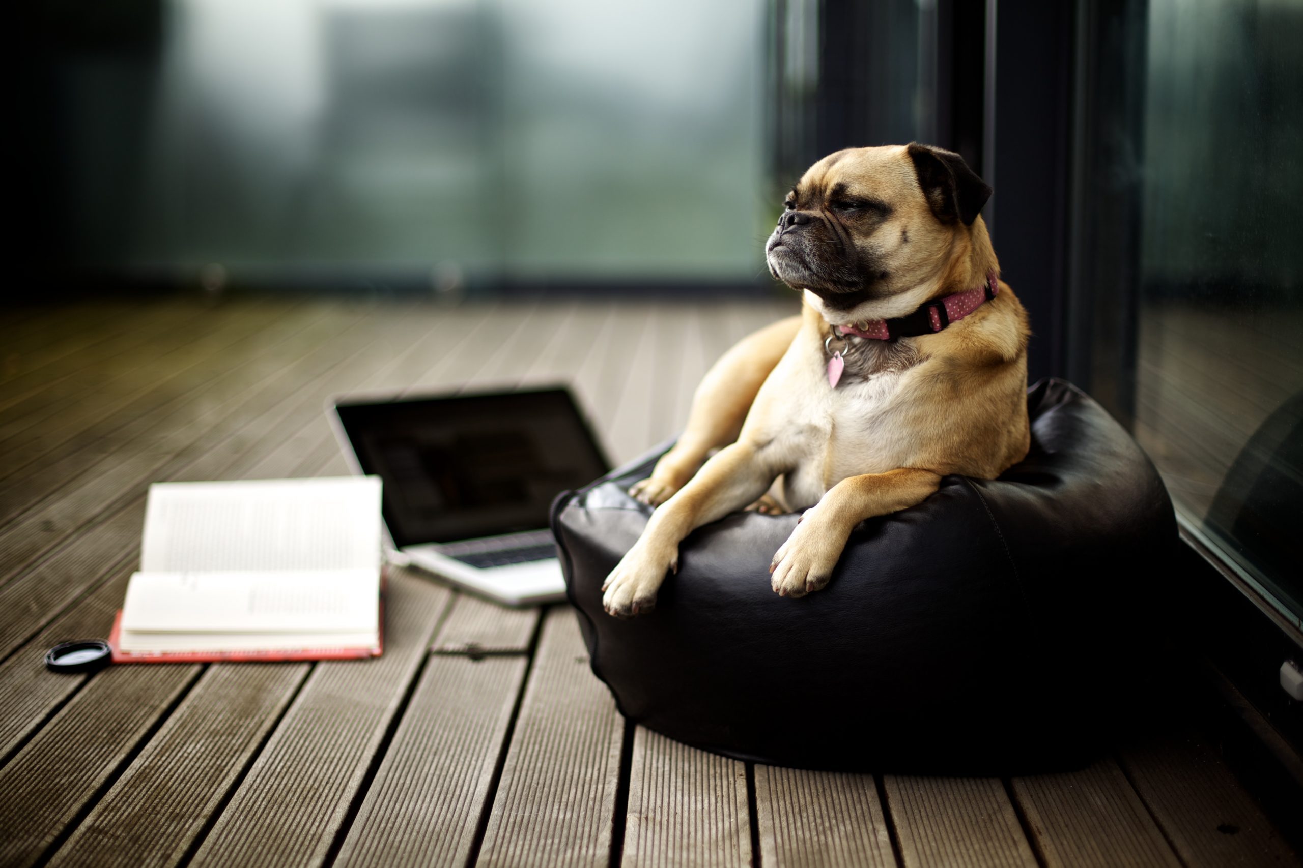 Pug on porch