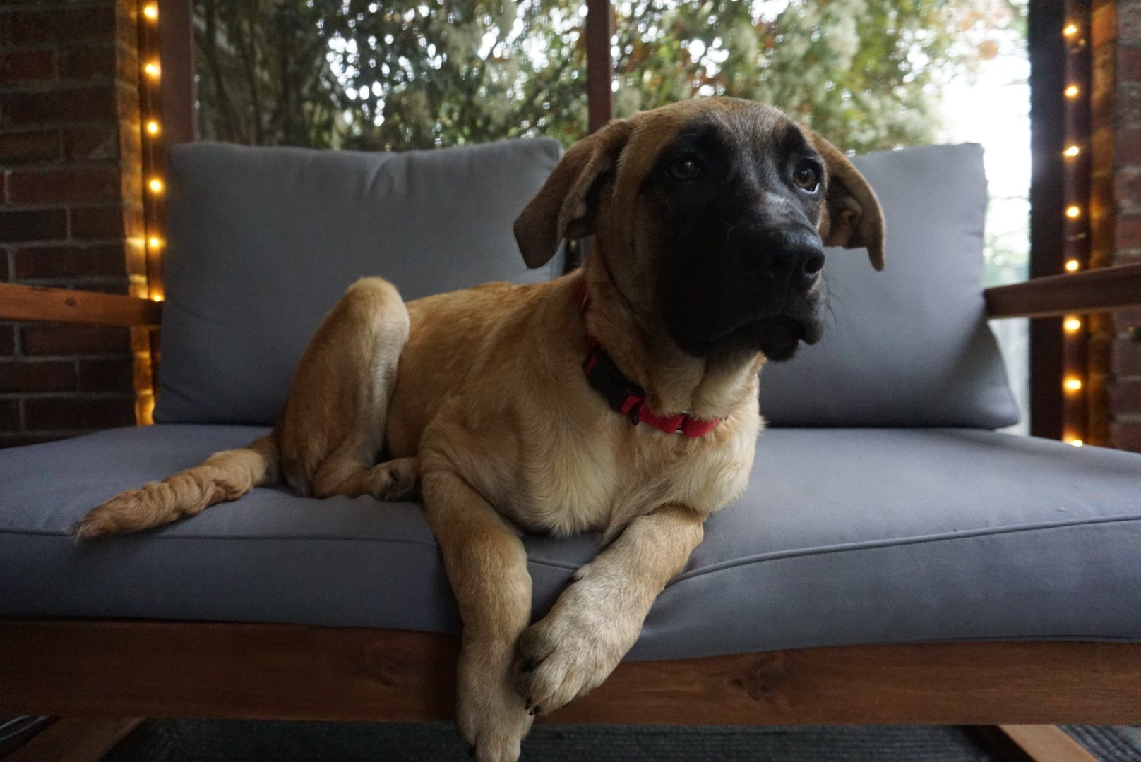 dog 