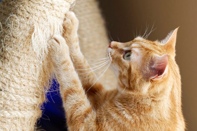 How Safe Is Cat Declawing—And What Are Your Other Options?