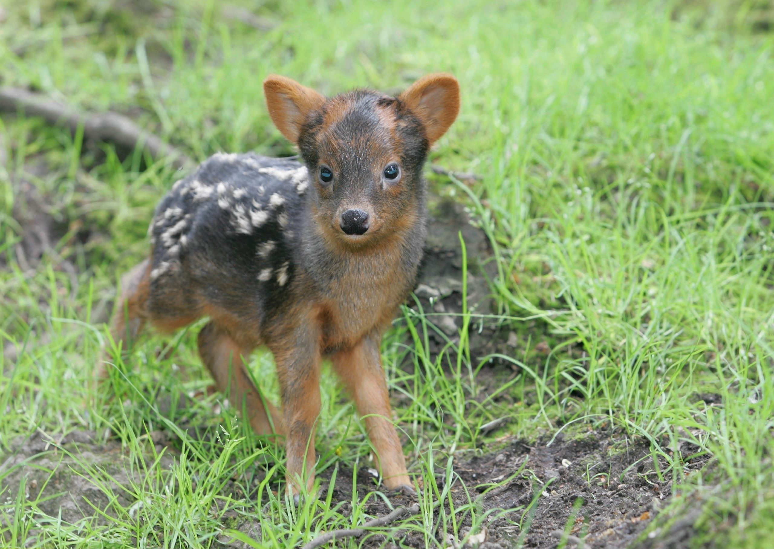 A small fawn stands alert on lush green grass, surrounded by scattered earth and plants.