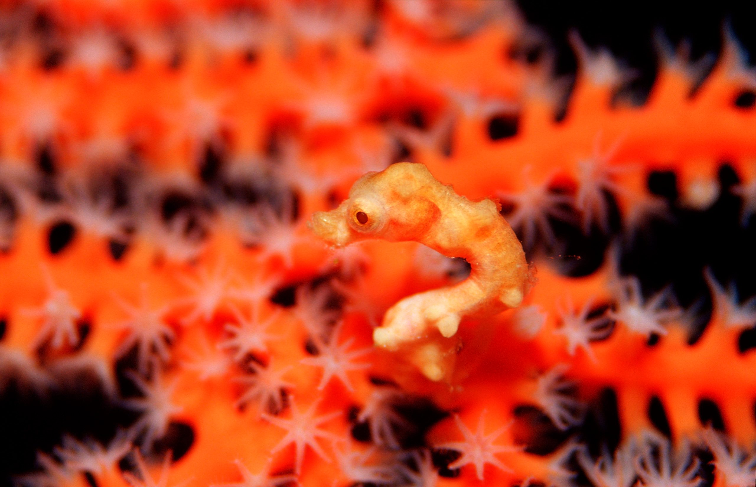 A tiny orange seahorse clings to bright orange coral, surrounded by delicate floral patterns.