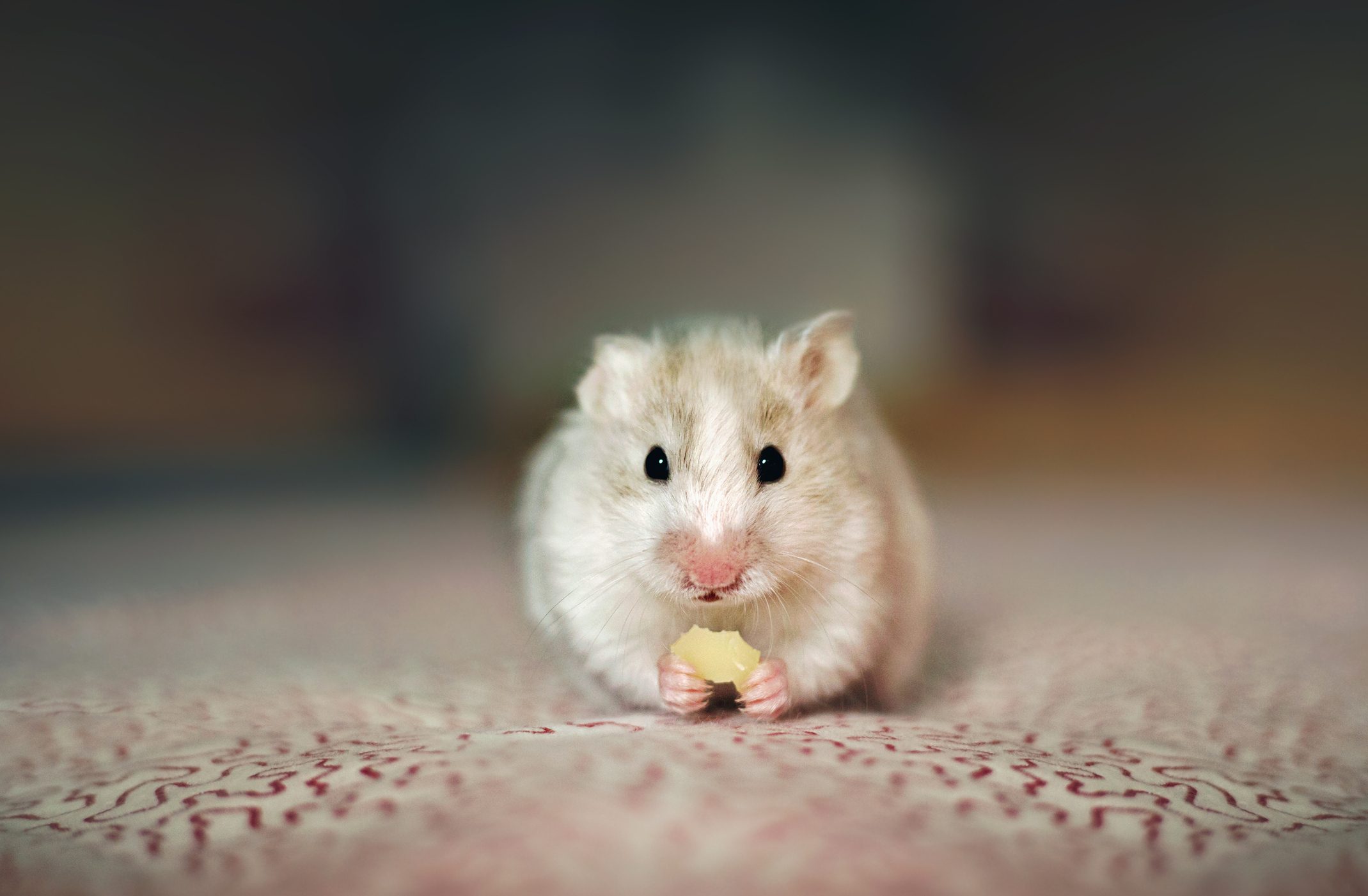 A small hamster holds a piece of food, sitting on a patterned surface, with a blurred background.