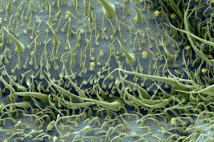 21 Mind-Blowing Microscopic Images of Everyday Objects