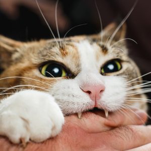 Cat biting a hand playfully, surrounded by a background of blurred dark tones.