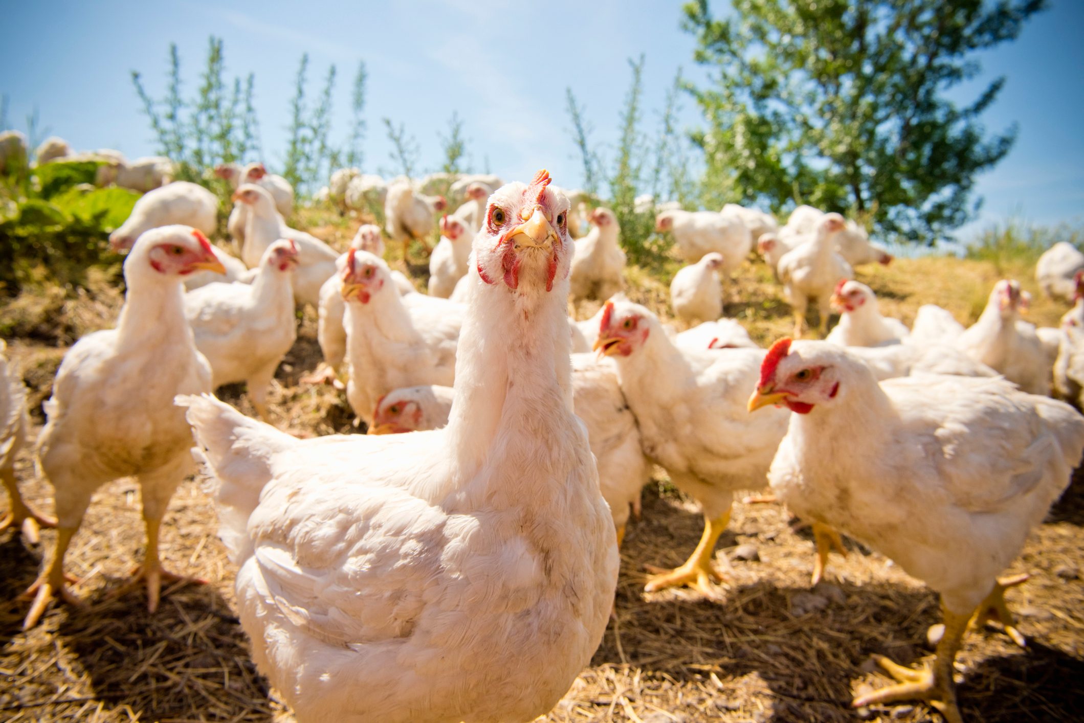 Portrait of free-range chickens at ground level
