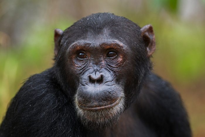 15 of the Smartest Animals in the World