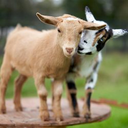 Two young goats stand closely together on a wooden surface in a grassy outdoor area.