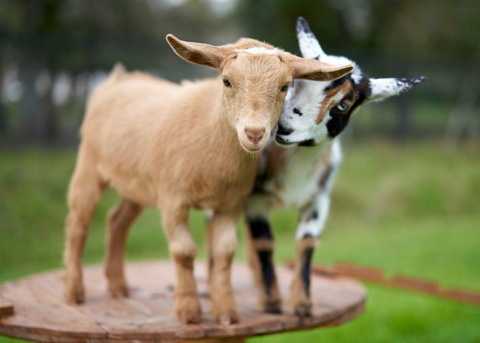 36 Goat Pictures That Are Perfect for Kidding Around